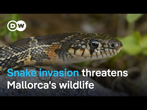 Scientists and farmers are alarmed: Snake invasion on Mallorca | Focus on Europe
