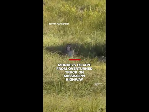 Monkeys escape from overturned truck on a Mississippi highway