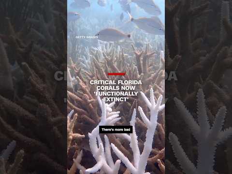 Critical Florida corals now ‘functionally extinct’