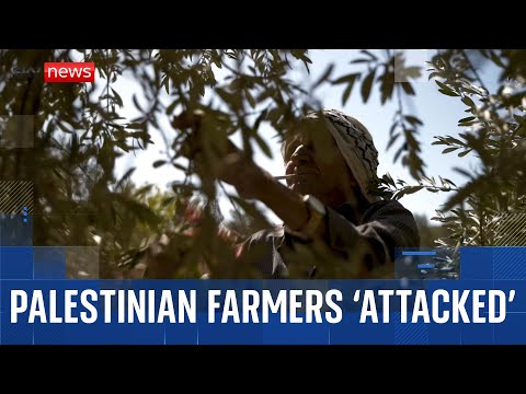 Palestinian farmers are ‘attacked’ and ‘intimidated’ during this year’s olive harvest