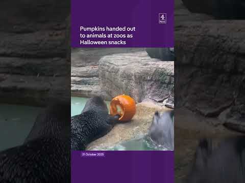 Animals snack on pumpkins for Halloween