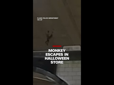 Monkey escapes in Halloween store