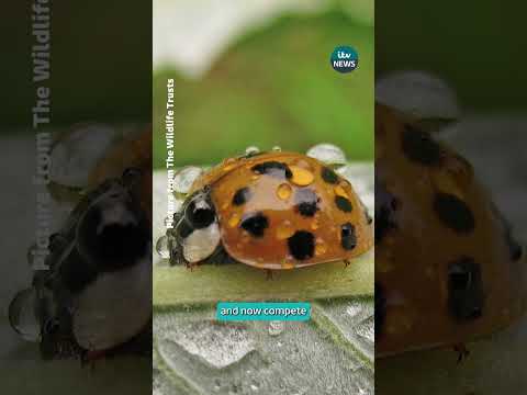 Why are ladybirds ‘swarming’ UK homes? #itvnews #news