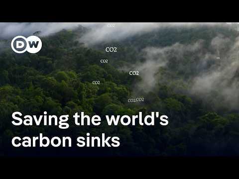 Brazil’s $125 billion gamble to save the world’s rainforests | DW News