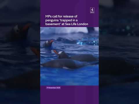 MPs call for release of ‘penguins ‘trapped in a basement’ at Sea Life London