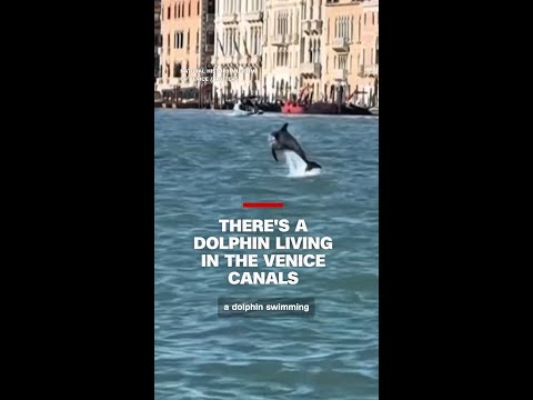 There’s a dolphin living in the Venice canals