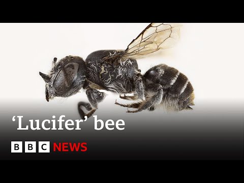 New ‘Lucifer’ bee with devil-like horns found in Australia | BBC News