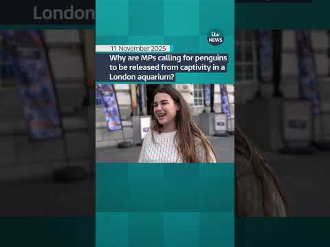 Why are MPs calling for penguins to be released from captivity in a London aquarium?