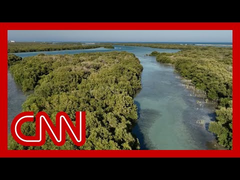 Mangroves store massive amounts of the planet’s carbon. Here’s why they need saving