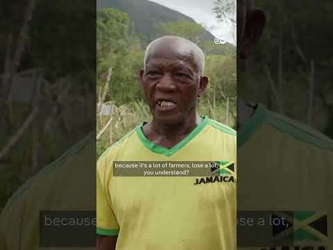 Jamaica assesses damage after Hurricane Melissa | DW News