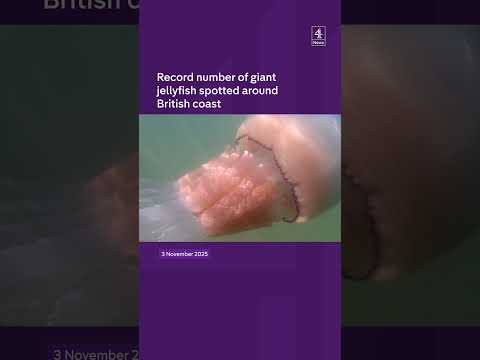 Giant jellyfish spotted around British coast