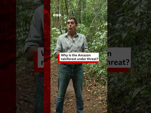 Why is the Amazon rainforest under threat? #Amazon #Rainforest #Brazil #COP30 #BBCNews