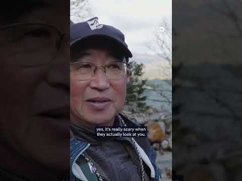 Barking drones against rising bear encounters in Japan | DW News