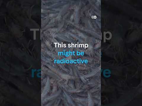 Radioactive shrimp? Radioactive waste crisis hits Indonesian shrimp exports | DW News
