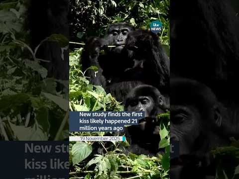 New study finds the first kiss likely happened 21 million years ago #itvnews #shorts