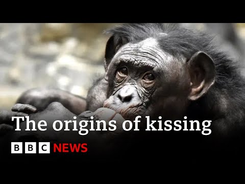 Where did kissing come from? | BBC News