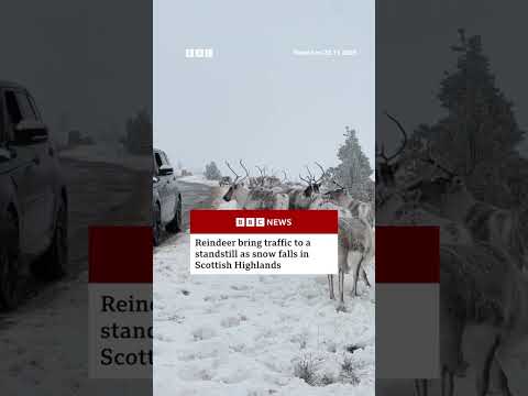 Reindeer bring traffic to a halt in Scotland. #Scotland #BBCNews