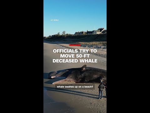 Officials try to move a 50-ft deceased whale