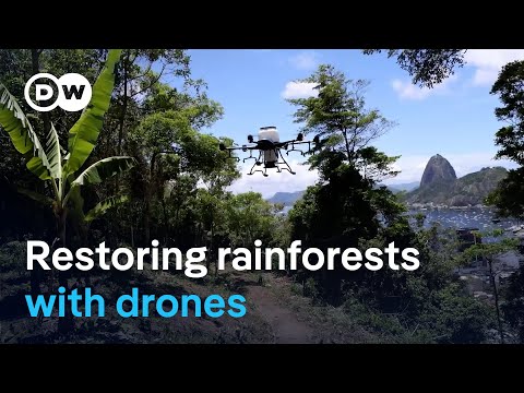 How drones could help bring dead rainforests back to life | DW News