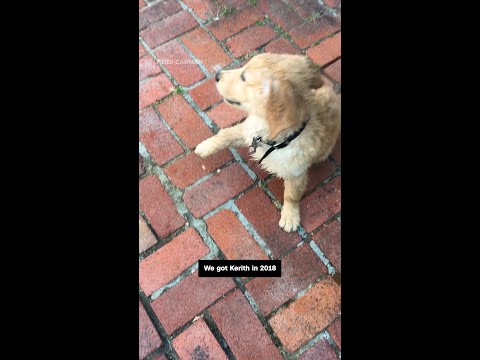 This dog found her dream job