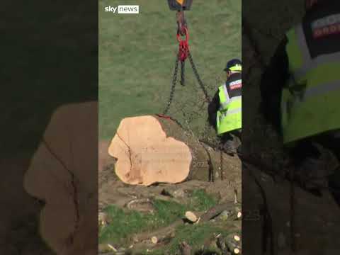 Sycamore Gap saplings are planted in Coventry and then around the country