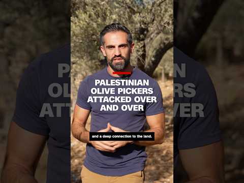 Palestinian olive pickers attacked over and over
