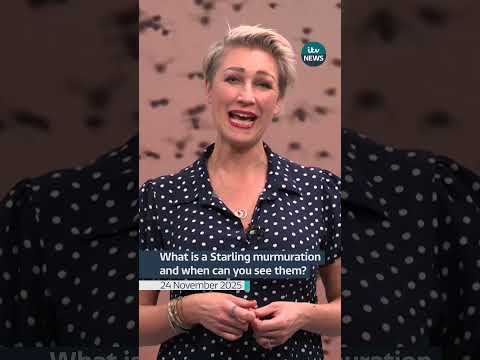 What is a Starling murmuration and when can you see them?