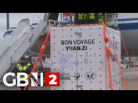 Watch: Giant pandas Huan Huan and Yuan Zi being flown back to China