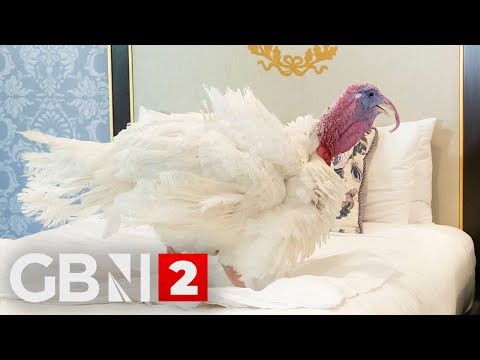 Thanksgiving turkey attends media briefing at the White House