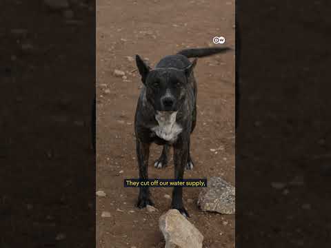 Israeli settlers attack activists in occupied West Bank | DW News