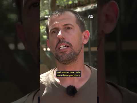 Snake infestation on Mallorca | DW News