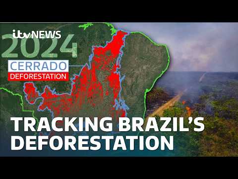 The vanishing Brazilian forest you won’t have heard of | ITV News