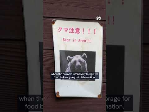 Japan deploys army to mountainous region besieged by bears to help stop attacks | DW News