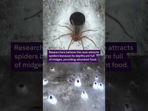 Biggest spider web ever discovered