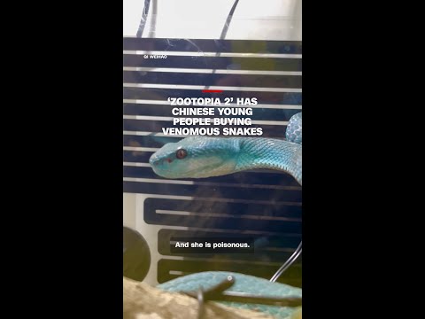 ‘Zootopia 2’ has Chinese young people buying venomous snakes