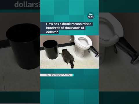 How has a drunk raccoon raised hundreds of thousands of dollars? | ITV News