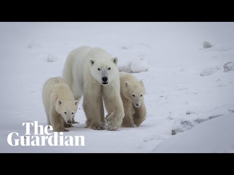 Scientists confirm rare instance of polar bear mother adopting a cub
