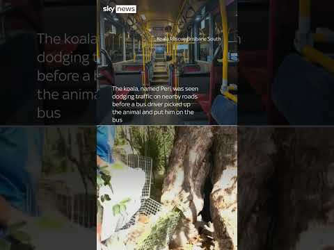 Koala hitches a ride on the bus