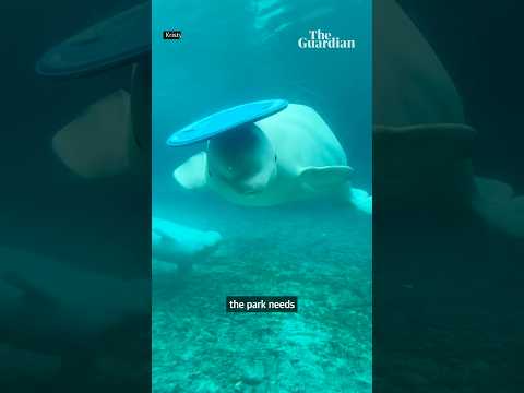 Why Canada’s Marineland whales could be euthanised