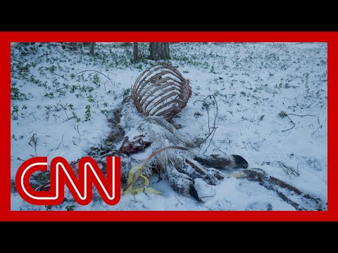 Why Finland’s reindeer are dying by the thousands