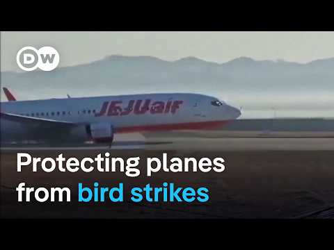 Can birds of prey be trained to prevent aviation accidents? | Focus on Europe