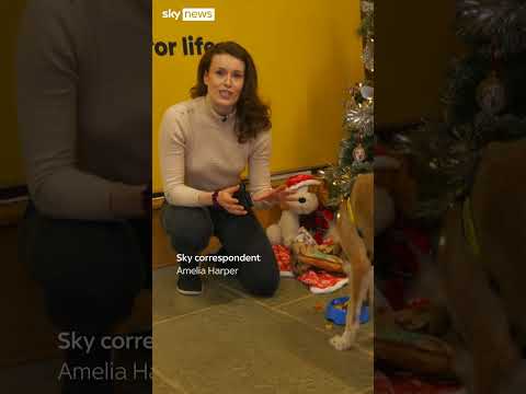 Dogs Trust: ‘We are full’