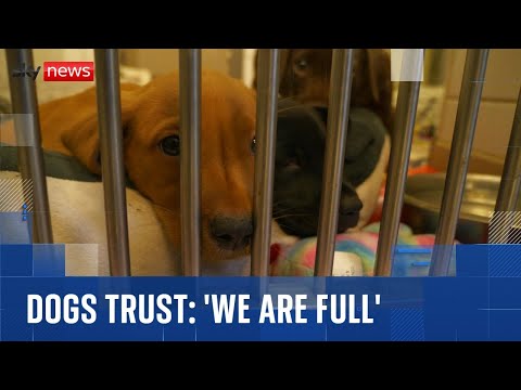 ‘We are full’: Dogs Trust sounds alarm for abandoned pets during the Christmas holidays