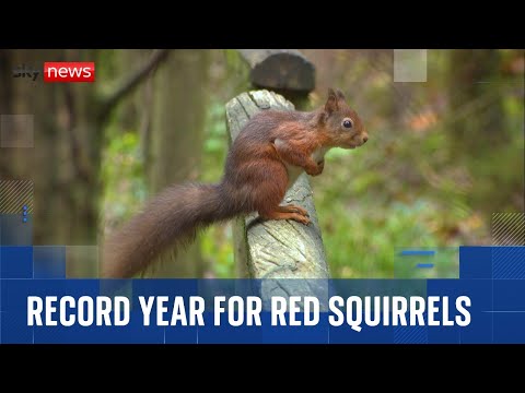 Conservation efforts drive record red squirrel sightings in 2025