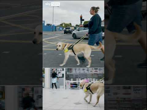 Attacks on assistance dogs a ‘growing problem’