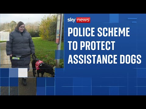 Calls for UK police forces to do more to protect assistance dogs from attacks