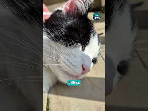 Researchers in Turkey think they know why cats meow at men more than women #itvnews #cats