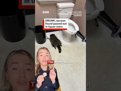 Drunk raccoon found passed out in liquor store after breaking in. #Raccoon #BBCNews