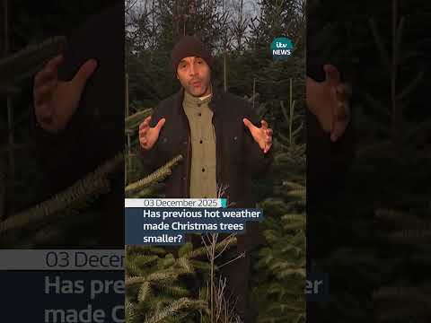 Has previous hot weather made Christmas trees smaller?
