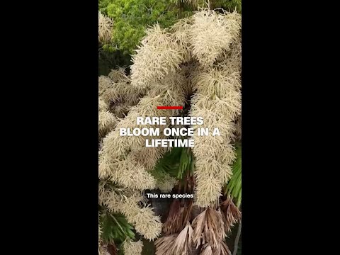Rare palm trees bloom once in a lifetime before dying in Rio